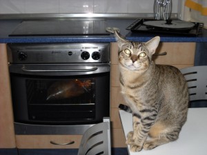 Leo esperando que acabe de hacerse el pollo.